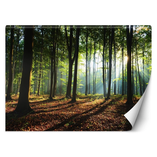 Fototapeta LAS O PORANKU na wymiar kolekcja PRESTIGE